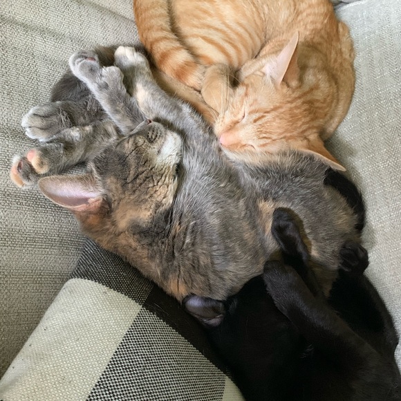 Hello Poshers! - Picture 8 of 8